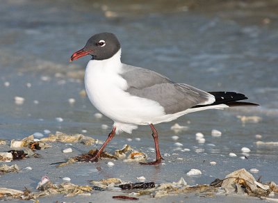 Laughing Gull