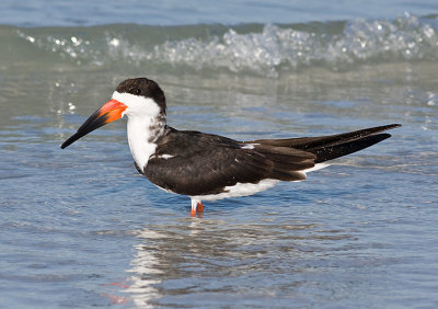 Black Skimmer