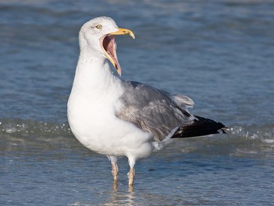 Ring-billed Gull