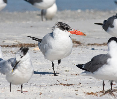 Caspian Tern