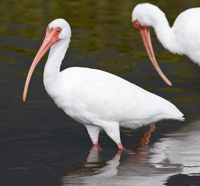 White Ibis