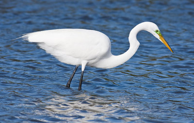 Great Egret