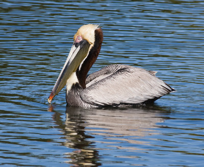 Brown Pelican (breeding plumage)