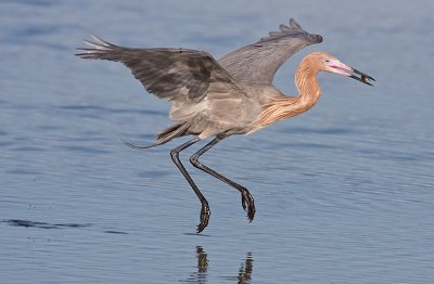 Reddish Egret
