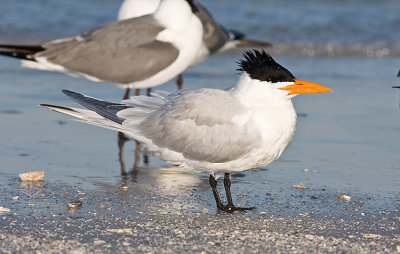 Royal Tern
