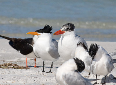 Royal and Caspian Terns
