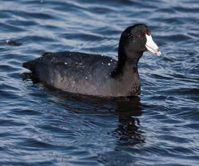 American Coot