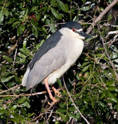 Black-crowned Night-Heron
