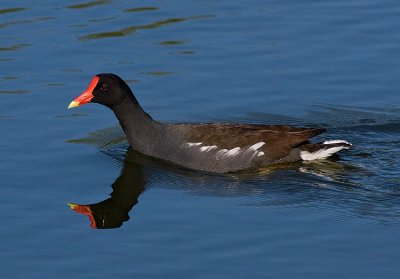 Common Moorhen