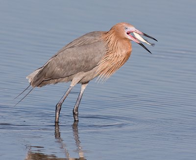 Reddish Egret