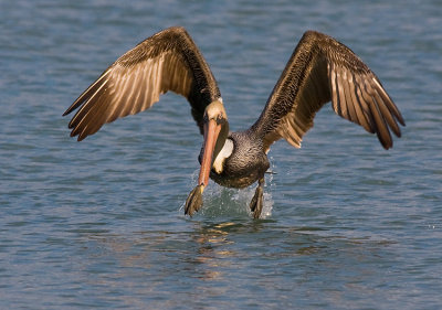 Brown Pelican take-off