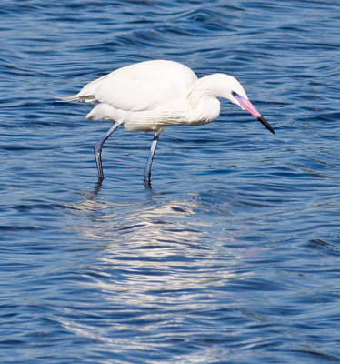 Reddish Egret white morph