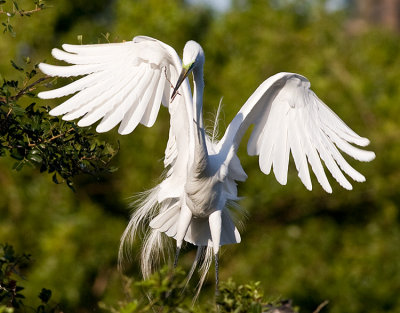 Great Egret