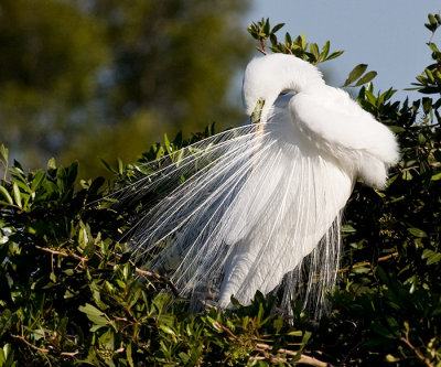 Great Egret