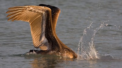 Brown Pelican plunge