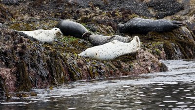 Harbour Seals, Point Lobos