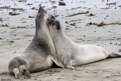 Elephant Seals