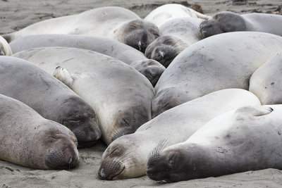 Elephant Seals at Piedras Blancas