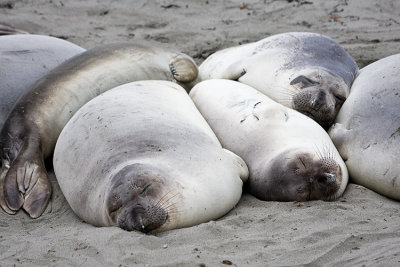Elephant Seals