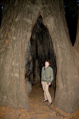 Inside the hollowed-out trunk of a coastal redwood