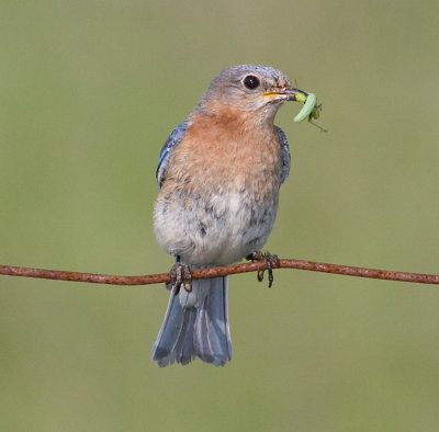 Eastern Bluebird (f)