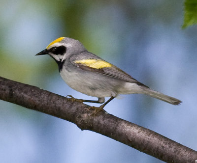 Golden-winged Warbler (m)