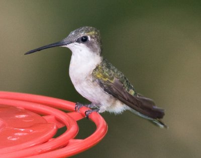 Ruby-throated Hummingbird (f)