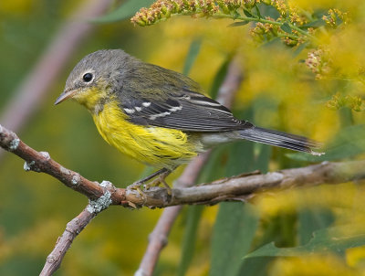 Magnolia Warbler (juv)
