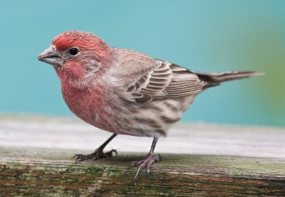 House Finch (m)