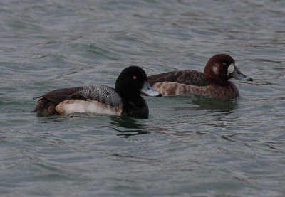 Greater Scaup (m 1st winter & f)
