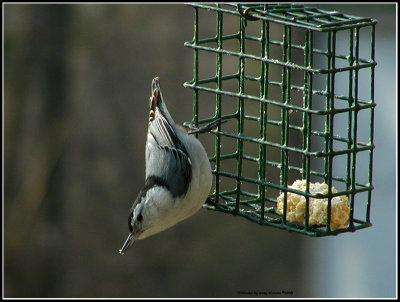 Nuthatch-6355