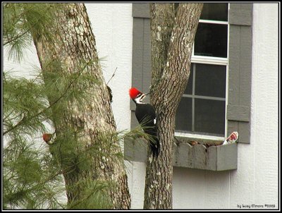 2Pileated-6362