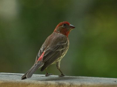 HouseFinch-4490