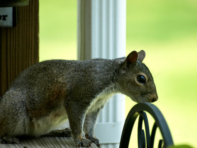 Squirrel-4486