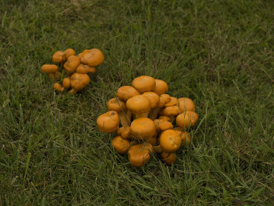 MushroomClusters-5964
