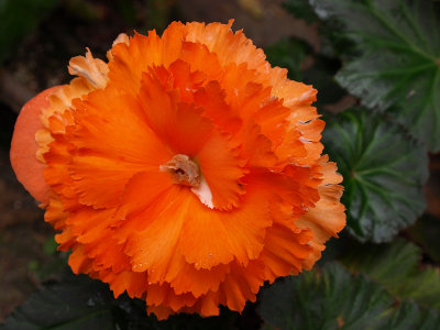 3565.Big Orange Begonia