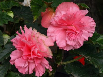 3566.Pink Begonias