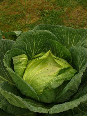 3610.One Big Cabbage