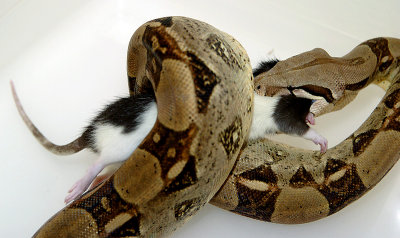 Red Tail Boa