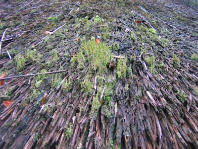 litchen on the roof