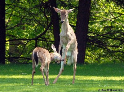 DSC_7044.JPGcr.jpg