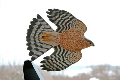 Sharp Shinned Hawk