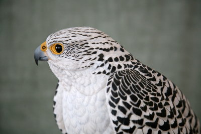 White Phase Arctic Gyrfalcon