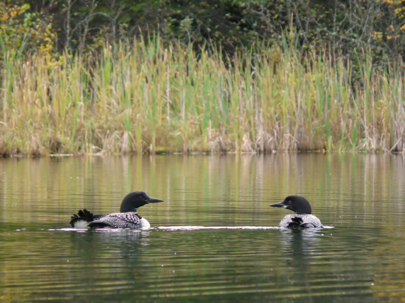 Autumn Loons