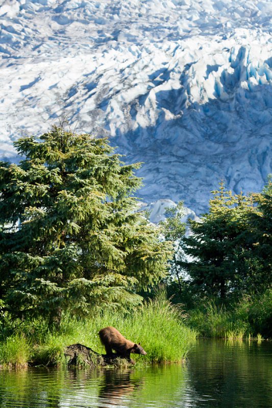 Bear Fishing at Steep Creek