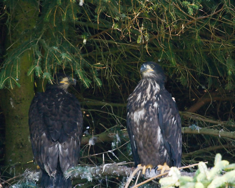 Eagles at Nest