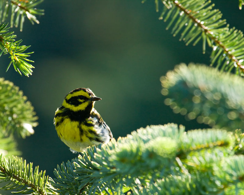 Townsends Warbler