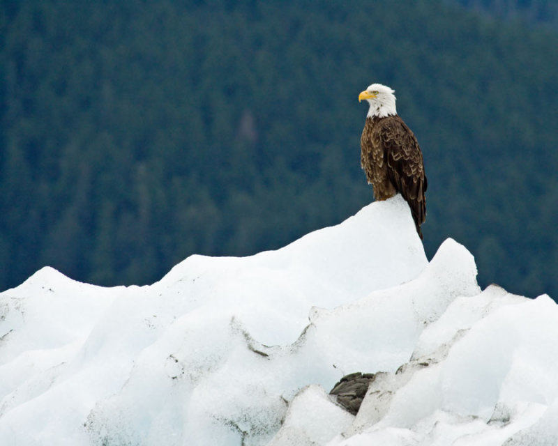 Eagle