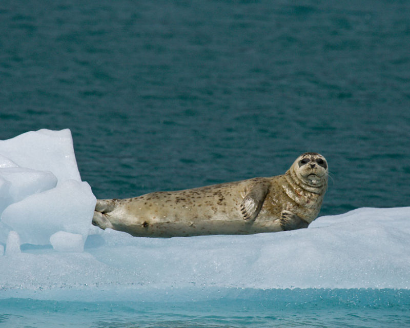 Harbor Seal