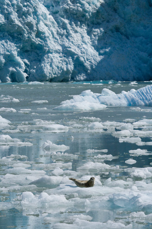 Seal and Sawyer Glacier